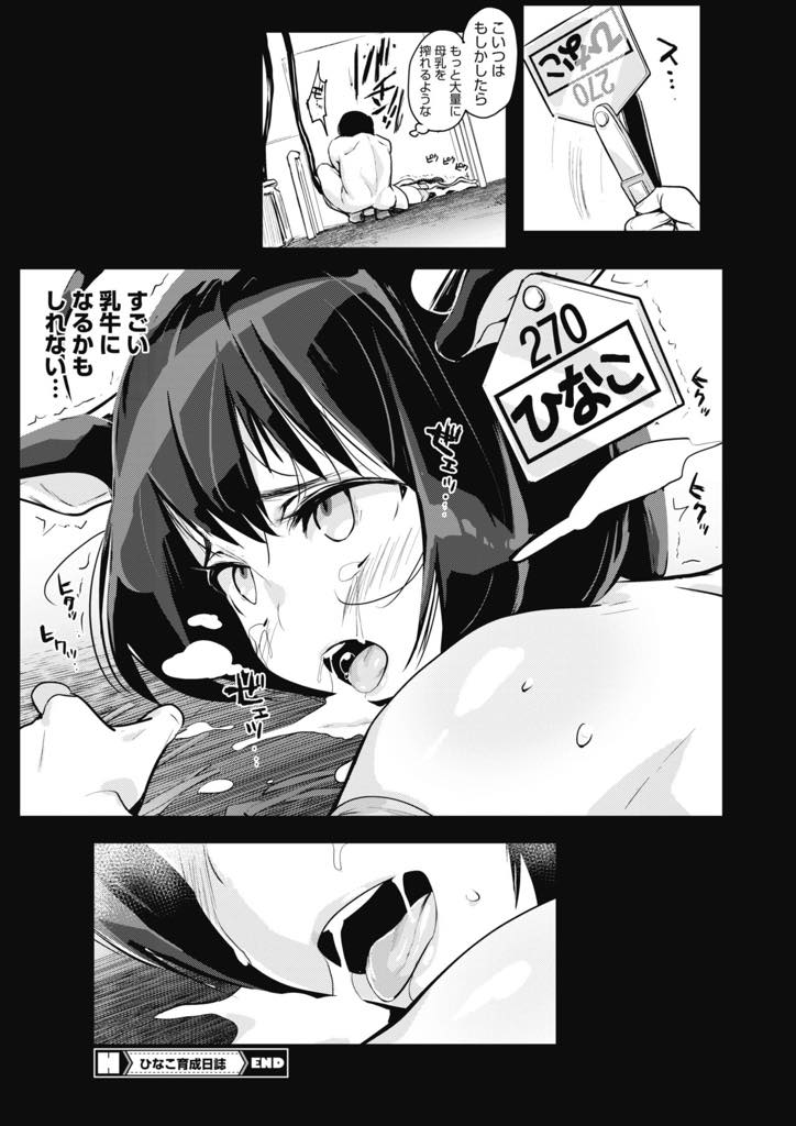 【エロ漫画】食糧難の危機が迫る中、ごく少数の女の子に乳牛傾向が発症するようになった！日菜子もその一人なのか、納屋に繋がれ乳搾りされると凄い勢いで乳房が巨大化する！パイズリさせられてとびきり発情し、全身精子まみれに挿入飼育されるのだ！【ちるまくろ】